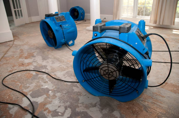 Best Local water damage restoration  in Celina, TN